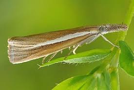 Attēlu rezultāti vaicājumam “Agriphila selasella”