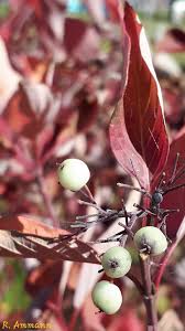 Attēlu rezultāti vaicājumam “Cornus sericea fruit”