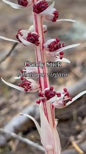 Attēlu rezultāti vaicājumam “Linnaea borealis fruit”