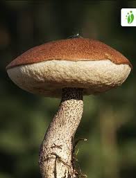 Attēlu rezultāti vaicājumam “Leccinum vulpinum”