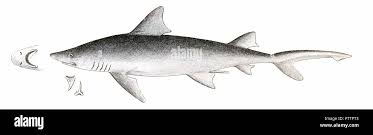 Image result for Negaprion acutidens