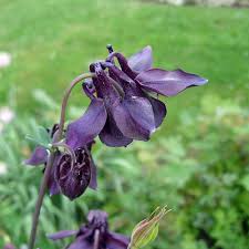 Image result for Akelei