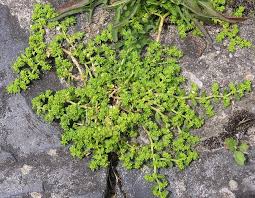 Attēlu rezultāti vaicājumam “Herniaria glabra flower”