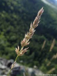 Attēlu rezultāti vaicājumam “Calamagrostis purpurea fruit”