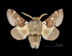 Attēlu rezultāti vaicājumam “Eriogaster lanestris”