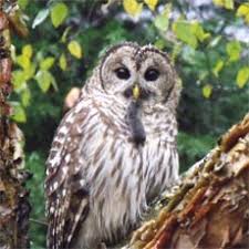 Attēlu rezultāti vaicājumam “Strigiformes”