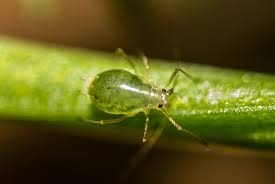 Attēlu rezultāti vaicājumam “Aphididae”