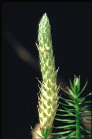 Attēlu rezultāti vaicājumam “Lycopodium annotinum”