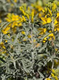 Attēlu rezultāti vaicājumam “Oenothera rubricauli bud”