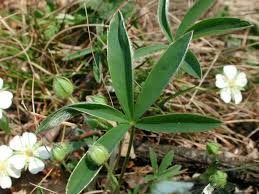 Attēlu rezultāti vaicājumam “Potentilla alba”
