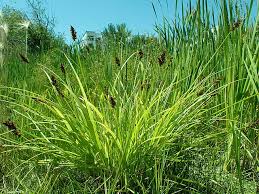 Attēlu rezultāti vaicājumam “Carex remota fruit”