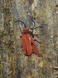 Attēlu rezultāti vaicājumam “Lopheros rubens”