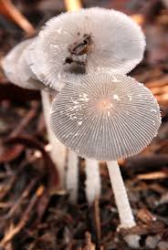 Attēlu rezultāti vaicājumam “Coprinus lagopus”