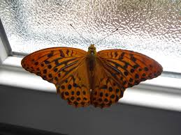 Attēlu rezultāti vaicājumam “Argynnis paphia larva”