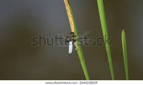 Attēlu rezultāti vaicājumam “Libellula depressa male”