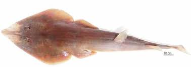 Image result for Acroteriobatus blochii