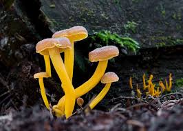 Attēlu rezultāti vaicājumam “Cantharellus lutescens”