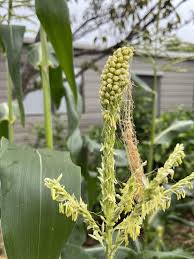 Attēlu rezultāti vaicājumam “Zea mays male flower”