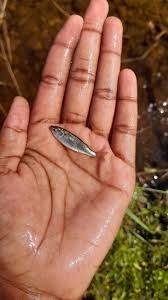 Image result for Pseudomyxus capensis