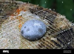 Attēlu rezultāti vaicājumam “Reticularia lycoperdon”