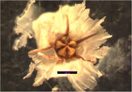 Attēlu rezultāti vaicājumam “Armeria vulgaris leaf”