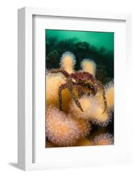 Image result for Hyas araneus