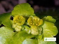 Attēlu rezultāti vaicājumam “Chrysosplenium alternifolium bud”