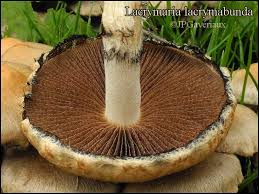 Attēlu rezultāti vaicājumam “Psathyrella lacrymabunda”