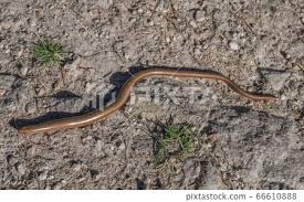 Attēlu rezultāti vaicājumam “Anguis fragilis adult”