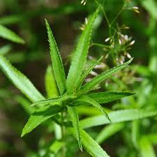 Attēlu rezultāti vaicājumam “Achillea salicifolia leaf”