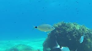 Image result for Oblada melanurus