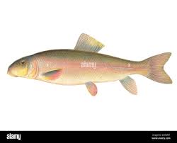 Image result for Moxostoma duquesnei