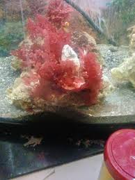 Attēlu rezultāti vaicājumam “Nitella flexilis”