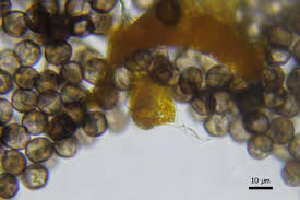 Attēlu rezultāti vaicājumam “Physarum oblatum macro”