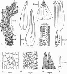 Attēlu rezultāti vaicājumam “Orthotrichum pumilum”