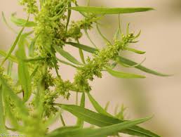 Attēlu rezultāti vaicājumam “Rumex maritimus”