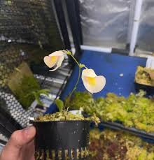 Attēlu rezultāti vaicājumam “Utricularia x neglecta flower”