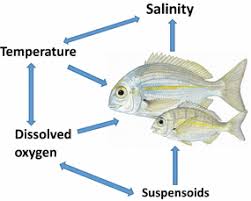 Image result for Rhabdosargus holubi