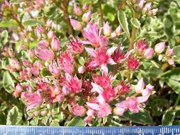 Attēlu rezultāti vaicājumam “Phedimus spurius leaf”