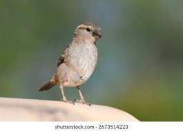 Image result for Passer domesticus