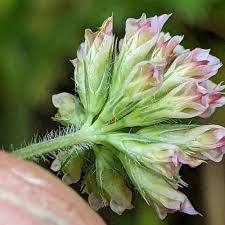 Attēlu rezultāti vaicājumam “Trifolium medium bud”