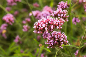 Image result for Verbena officinalis