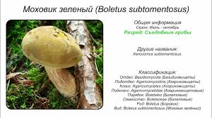 Attēlu rezultāti vaicājumam “Xerocomus subtomentosus”