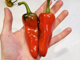 Afbeeldingsresultaat voor aji panca hot pepper