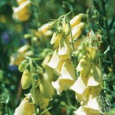 Image result for Digitalis grandiflora