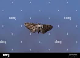 Attēlu rezultāti vaicājumam “Eupithecia sinuosaria”