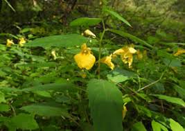 Attēlu rezultāti vaicājumam “xComagaria rosea  flower”