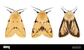 Attēlu rezultāti vaicājumam “Spilosoma lutea”