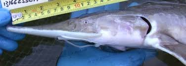 Image result for Scaphirhynchus platorynchus