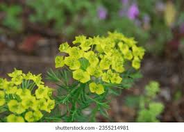 Attēlu rezultāti vaicājumam “Euphorbia virgata flower”